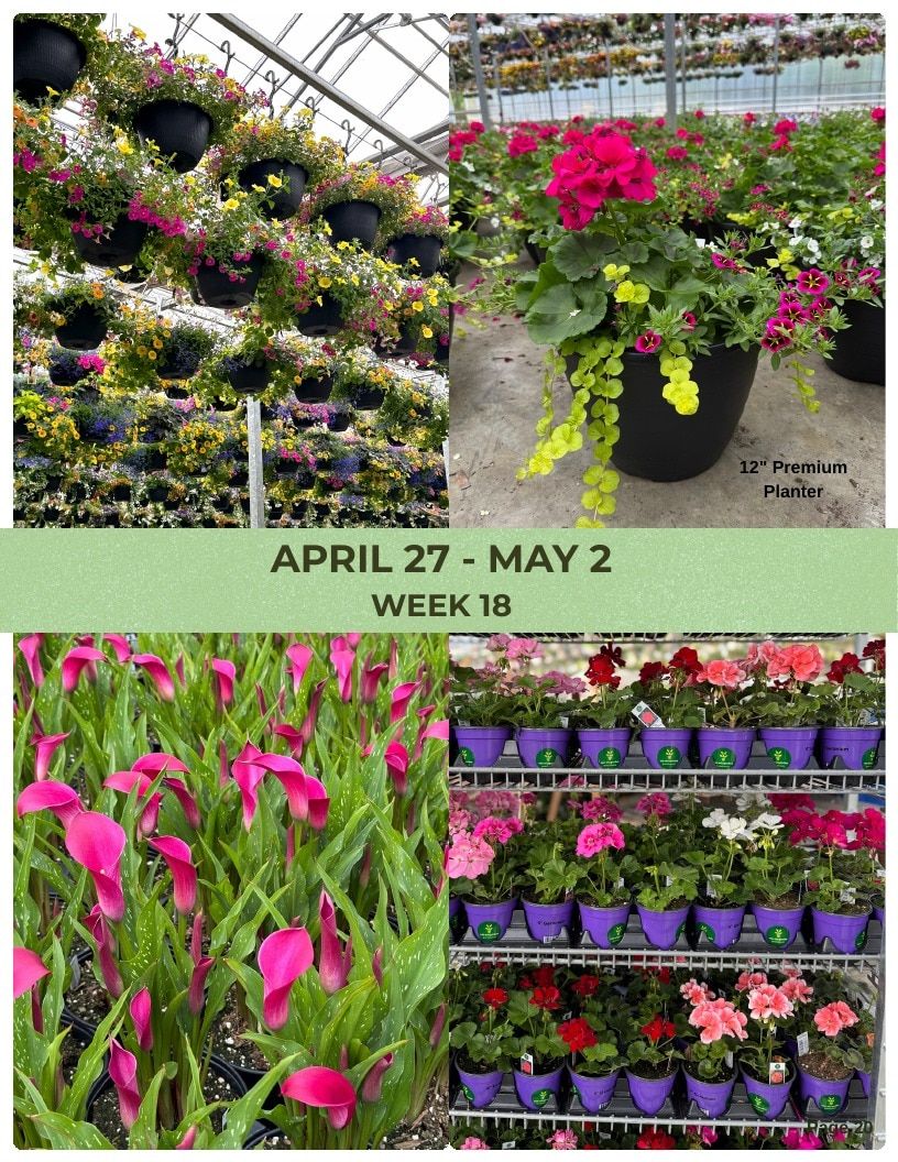 Van Wingerden Greenhouses Wholesale Plants Catalog Weekly Ad January 1 - December 31, 2026