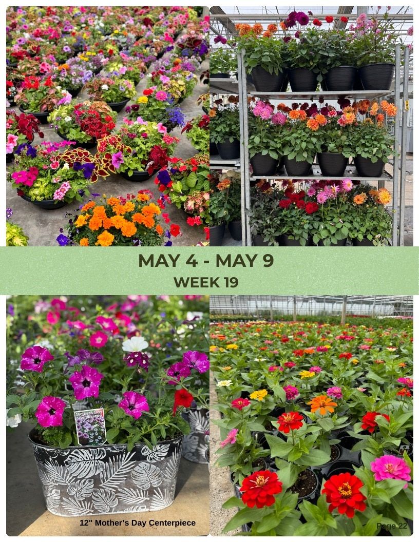 Van Wingerden Greenhouses Wholesale Plants Catalog Weekly Ad January 1 - December 31, 2026