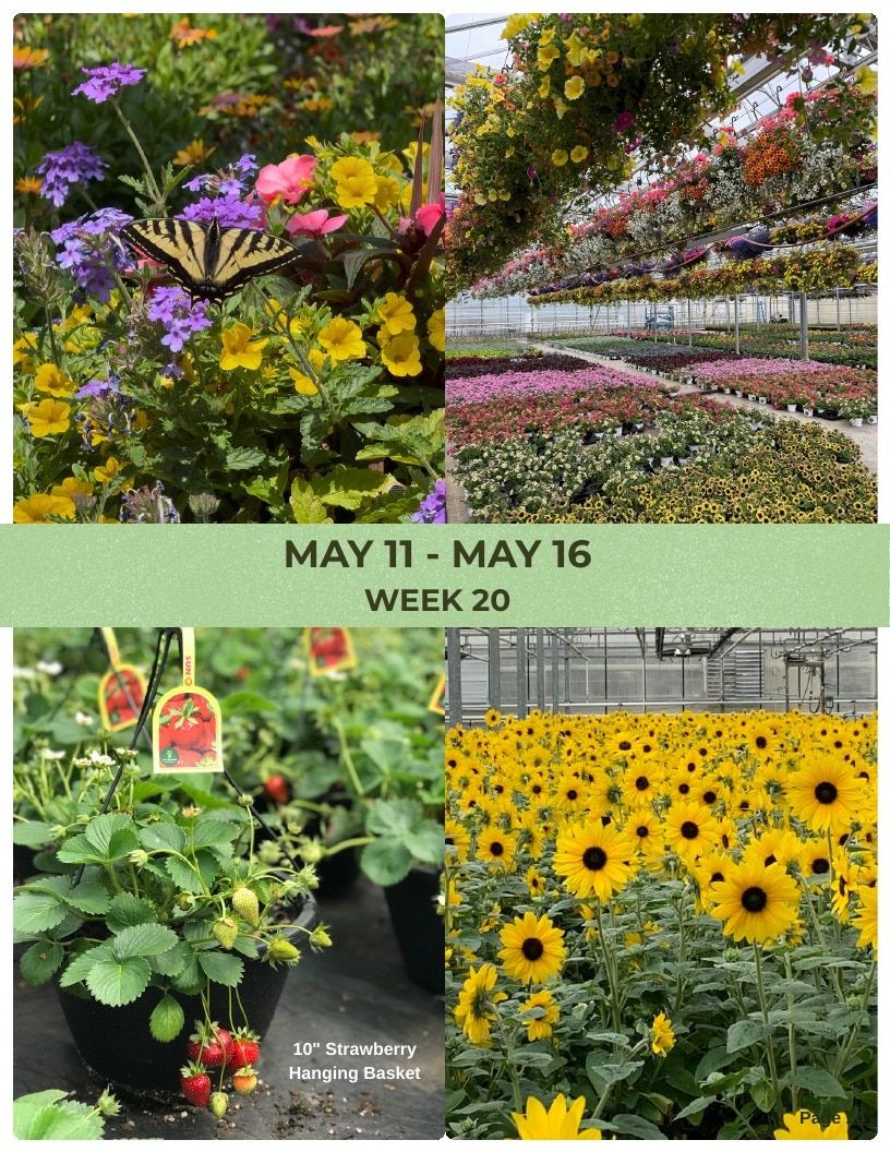 Van Wingerden Greenhouses Wholesale Plants Catalog Weekly Ad January 1 - December 31, 2026