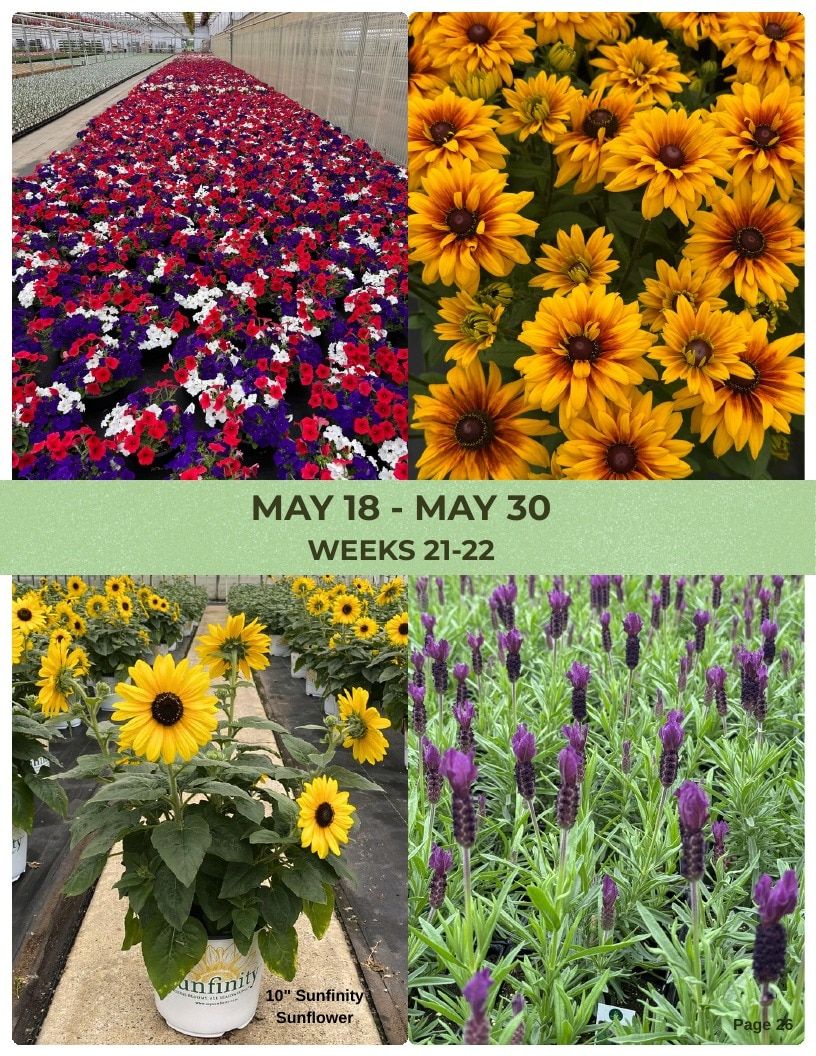 Van Wingerden Greenhouses Wholesale Plants Catalog Weekly Ad January 1 - December 31, 2026