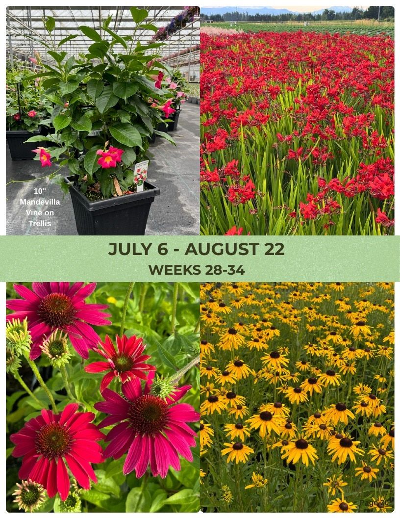 Van Wingerden Greenhouses Wholesale Plants Catalog Weekly Ad January 1 - December 31, 2026