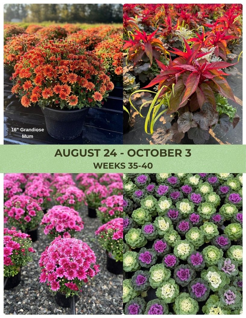 Van Wingerden Greenhouses Wholesale Plants Catalog Weekly Ad January 1 - December 31, 2026