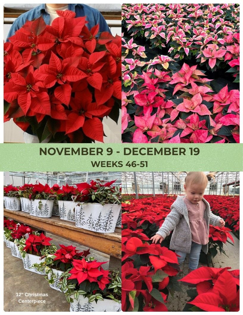 Van Wingerden Greenhouses Wholesale Plants Catalog Weekly Ad January 1 - December 31, 2026