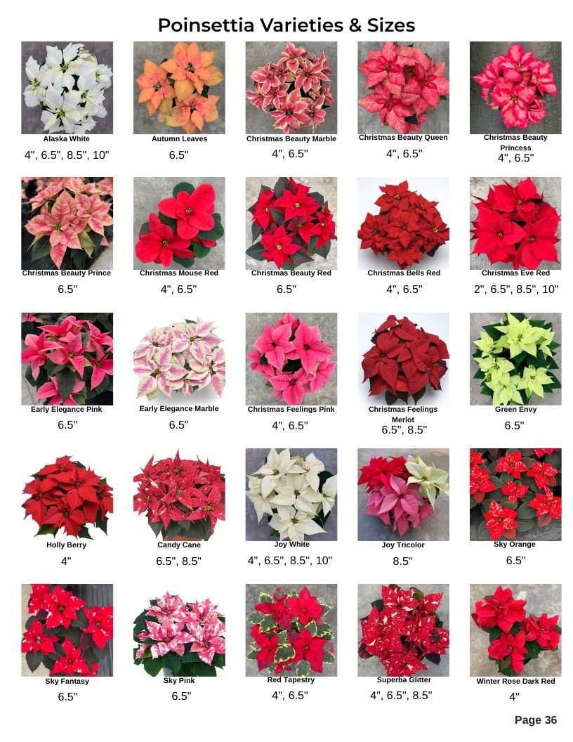 Van Wingerden Greenhouses Wholesale Plants Catalog Weekly Ad January 1 - December 31, 2026
