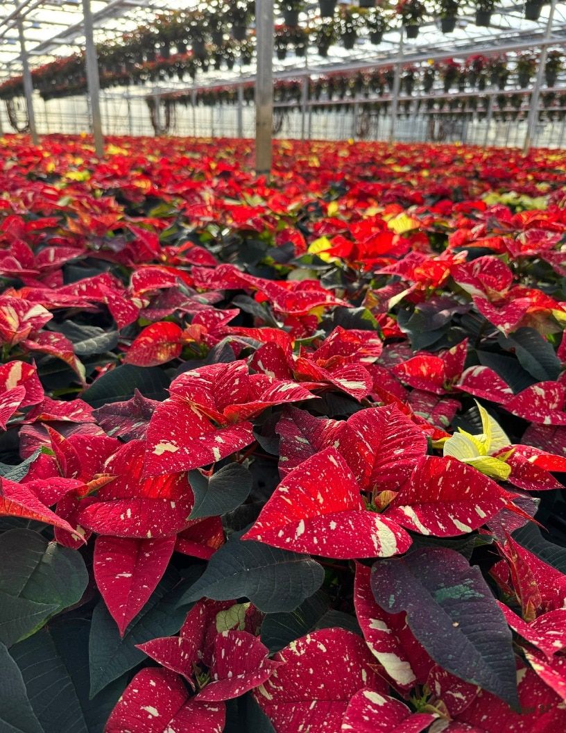 Van Wingerden Greenhouses Wholesale Plants Catalog Weekly Ad January 1 - December 31, 2026