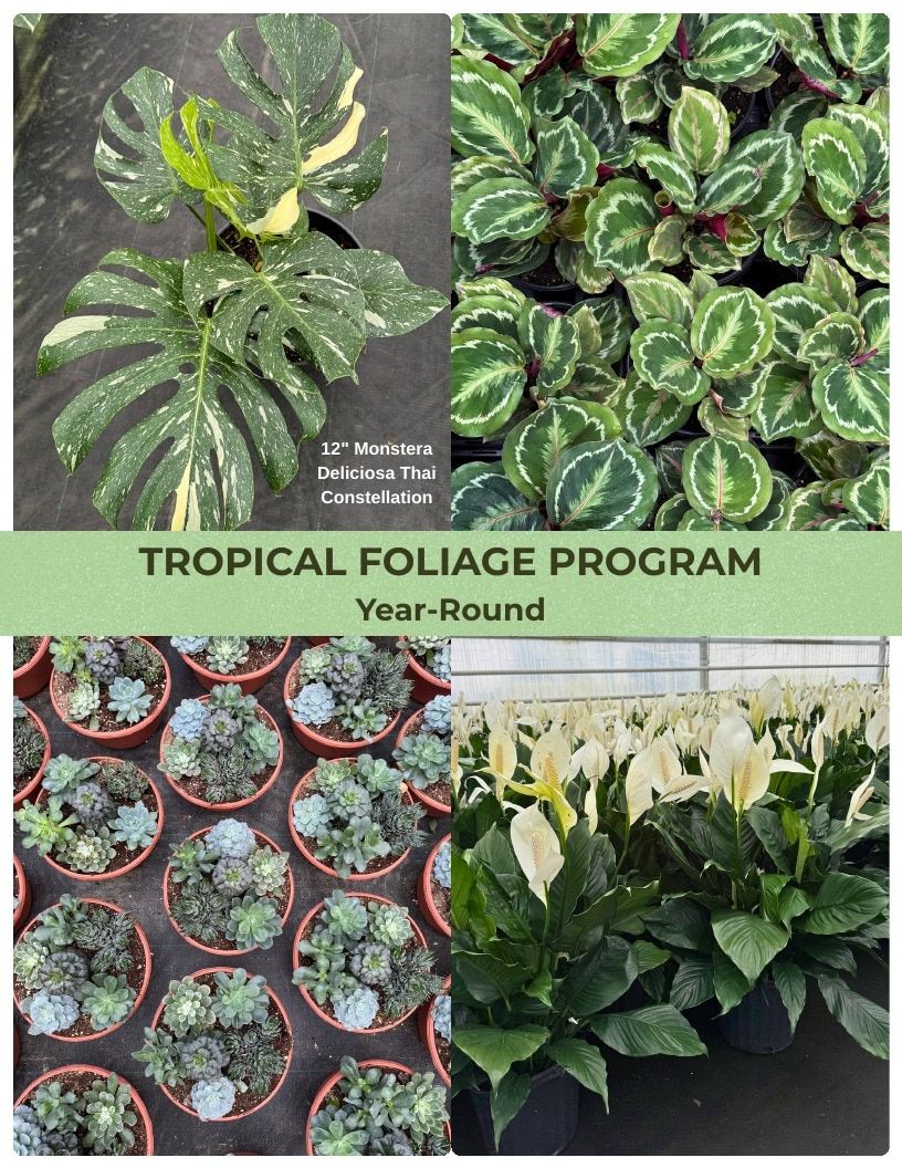 Van Wingerden Greenhouses Wholesale Plants Catalog Weekly Ad January 1 - December 31, 2026