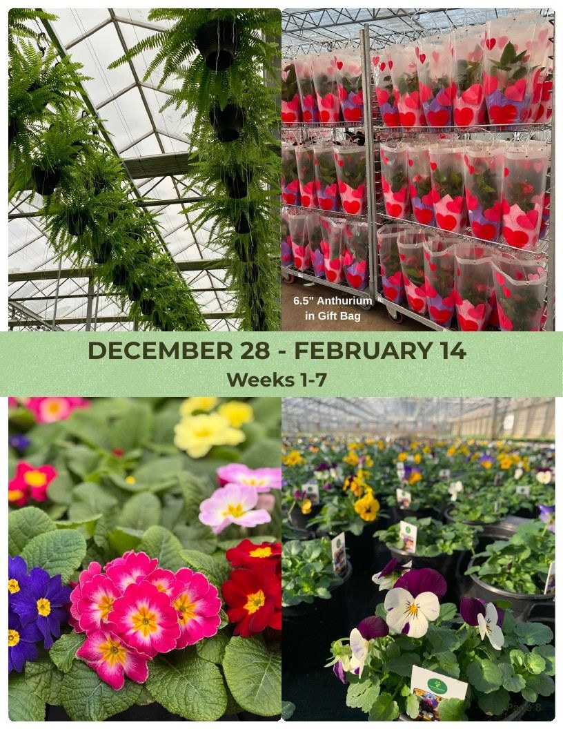 Van Wingerden Greenhouses Wholesale Plants Catalog Weekly Ad January 1 - December 31, 2026