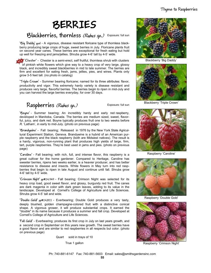 Smith's Gardens Vegetable Catalog Weekly Ad January 1 - December 31, 2026