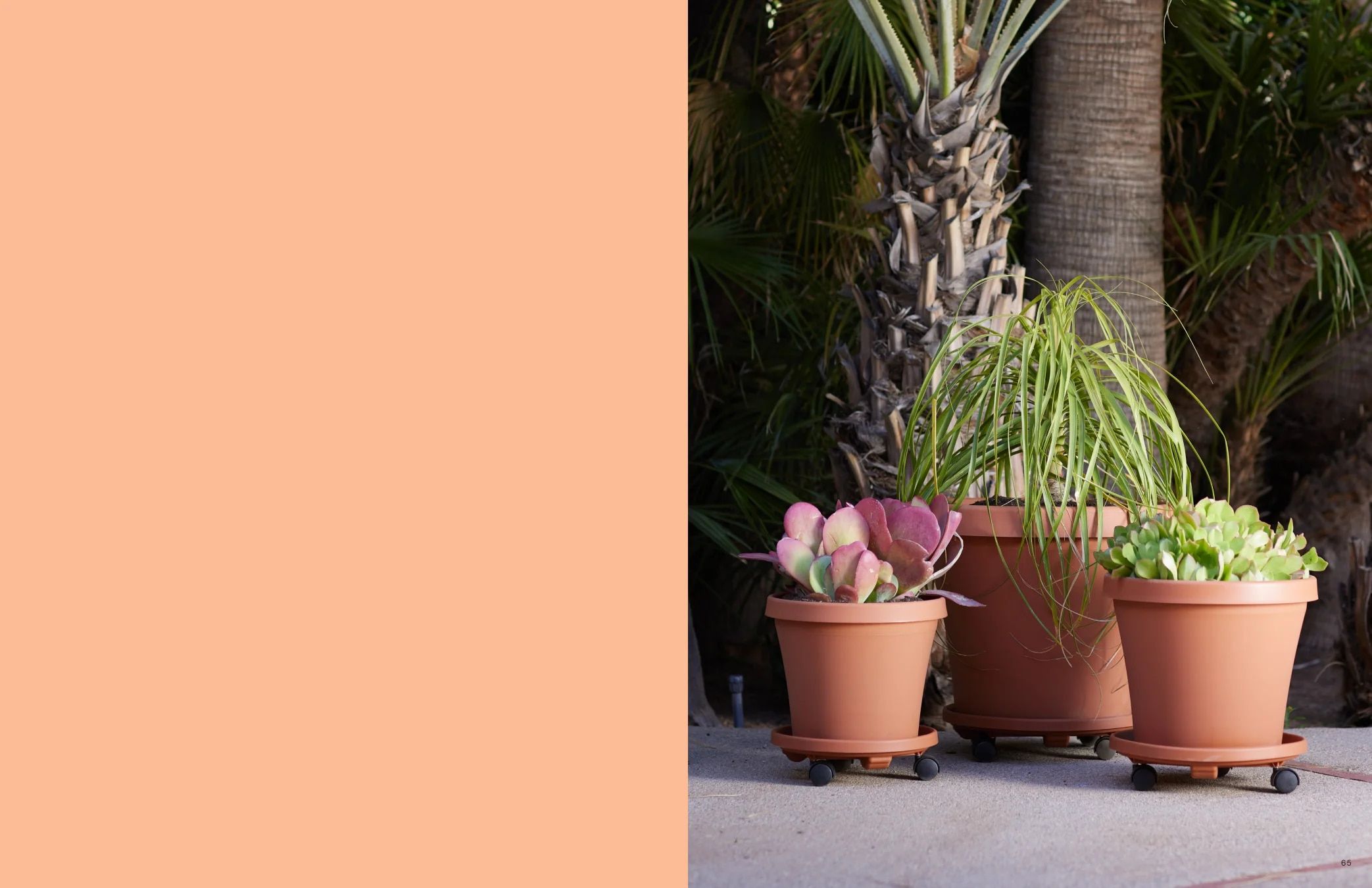 Bloem Living Planters Catalog Weekly Ad January 1 - December 31, 2026