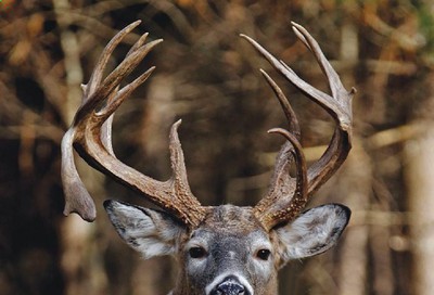 Bass Pro Shops Weekly Ad July 1 to December 26