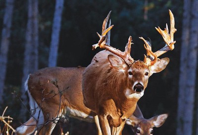 Bass Pro Shops Weekly Ad August 18 to December 26